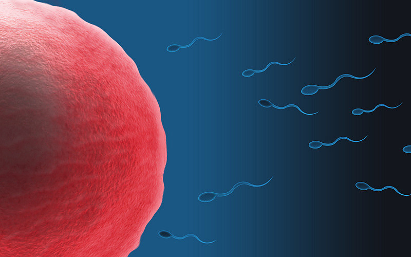 چقدر طول میکشد اسپرم ساخته شود، تعداد اسپرم مورد نیاز برای بارداری 
